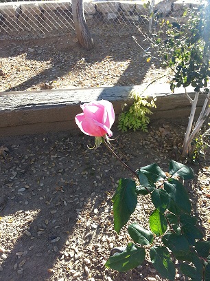 pink rose on bush
